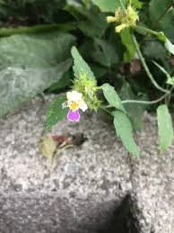 Attēlu rezultāti vaicājumam “Galeopsis speciosa flower”