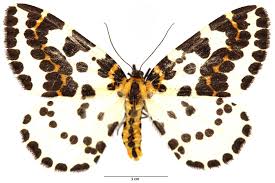 Attēlu rezultāti vaicājumam “Abraxas sylvata imago”