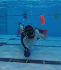 Image result for Jersey Octopush Club