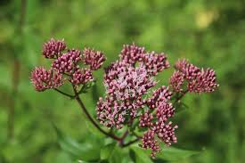 Attēlu rezultāti vaicājumam “Chenopodium rubrum flower”