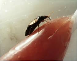 Attēlu rezultāti vaicājumam “Blepharidopterus angulatus imago”