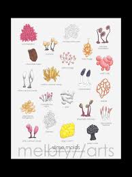 Attēlu rezultāti vaicājumam “Oligonema favogineum”