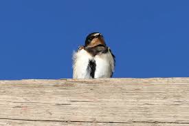 Attēlu rezultāti vaicājumam “Hirundo rustica juvenile”