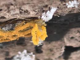 Attēlu rezultāti vaicājumam “Lycogala sphaeroconicum macro”