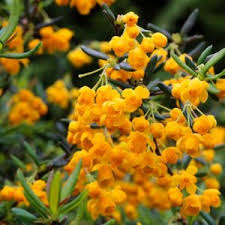 Attēlu rezultāti vaicājumam “Berberis thunbergii flower”