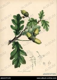 Attēlu rezultāti vaicājumam “Quercus robur leaf”