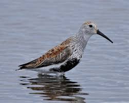 Attēlu rezultāti vaicājumam “Calidris alpina adult”
