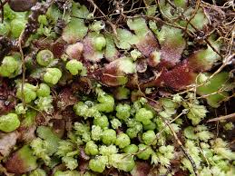 Attēlu rezultāti vaicājumam “Reboulia hemisphaerica”