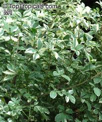 Attēlu rezultāti vaicājumam “Eleutherococcus sessiliflorus”