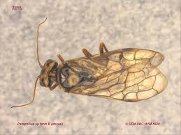 Attēlu rezultāti vaicājumam “Pamphiliidae”