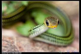 Attēlu rezultāti vaicājumam “Serpentes”