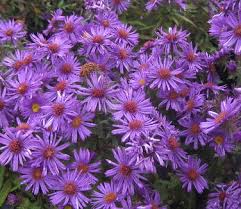 Image result for Aster novae-angliae
