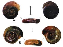 Attēlu rezultāti vaicājumam “Planorbidae”