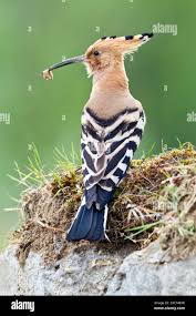 Attēlu rezultāti vaicājumam “Upupa epops”