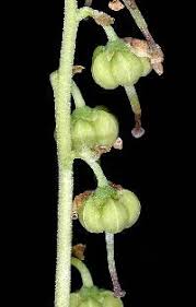 Attēlu rezultāti vaicājumam “Orthilia secunda flower”