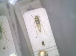 Attēlu rezultāti vaicājumam “Eupteryx vittata”