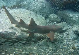 Image result for Ginglymostoma cirratum