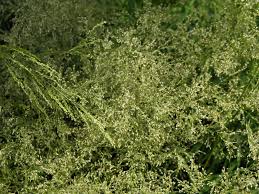 Attēlu rezultāti vaicājumam “Agrostis stolonifera subsp. straminea”