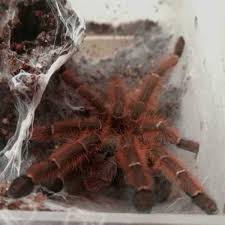 Attēlu rezultāti vaicājumam “Poecilochirus sp.”