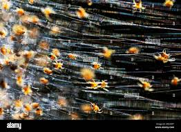 Attēlu rezultāti vaicājumam “Araneus diadematus juvenile”