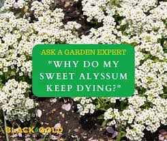 Image result for Alyssum diffusum