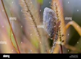 Attēlu rezultāti vaicājumam “Euthrix potatoria cocoon”