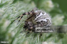 Attēlu rezultāti vaicājumam “Aculepeira ceropegia”