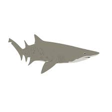 Image result for Carcharias