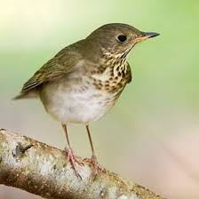 Image result for Catharus minimus