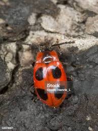 Attēlu rezultāti vaicājumam “Endomychus coccineus”