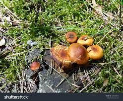 Attēlu rezultāti vaicājumam “Gymnopilus picreus”
