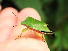 Attēlu rezultāti vaicājumam “Palomena prasina”