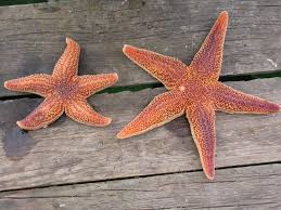 Image result for Asterias rubens