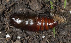 Attēlu rezultāti vaicājumam “Euplexia lucipara”