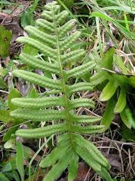 Attēlu rezultāti vaicājumam “Polypodium vulgare”