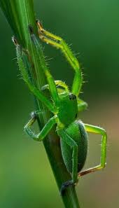 Attēlu rezultāti vaicājumam “Micrommata virescens”