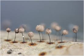 Attēlu rezultāti vaicājumam “Collaria rubens macro”