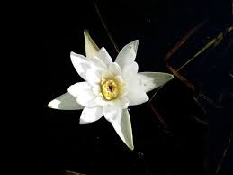 Attēlu rezultāti vaicājumam “Nymphaea candida flower”