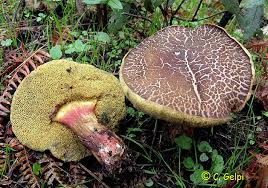 Attēlu rezultāti vaicājumam “Xerocomus chrysenteron”