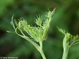 Attēlu rezultāti vaicājumam “Peucedanum palustre leaf”