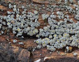 Attēlu rezultāti vaicājumam “Proliferodiscus pulveraceus”