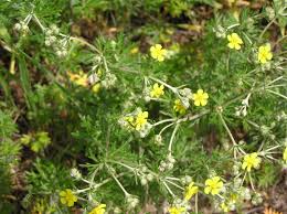 Image result for Potentilla argentea