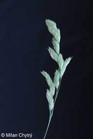 Attēlu rezultāti vaicājumam “Dactylis polygama”