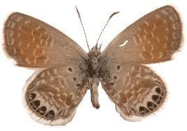 Attēlu rezultāti vaicājumam “Breidleria pratensis”