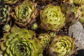 Attēlu rezultāti vaicājumam “Jovibarba globifera fruit”