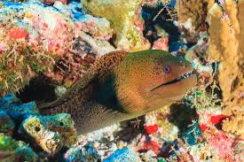 Image result for Gymnothorax funebris