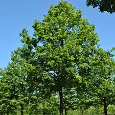 Attēlu rezultāti vaicājumam “Tilia platyphyllos subsp. cordifolia leaf”