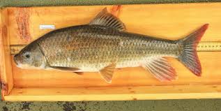 Image result for Minytrema melanops