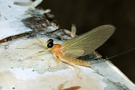 Attēlu rezultāti vaicājumam “Heptagenia sulphurea female”