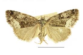 Attēlu rezultāti vaicājumam “Protodeltote pygarga”